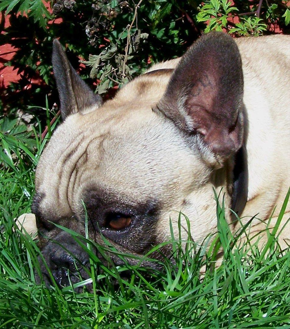 Fransk bulldog Tazz billede 20