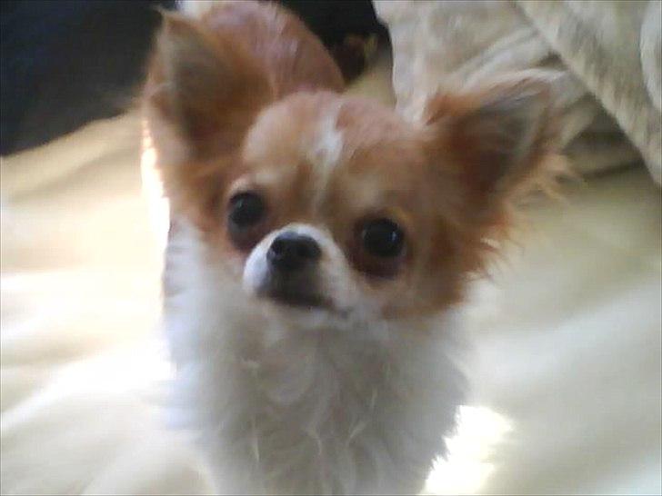 Chihuahua Alma billede 1