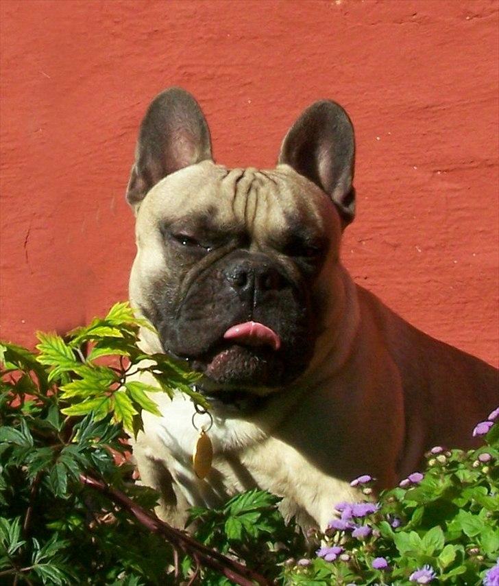 Fransk bulldog Tazz - 21-9-11. Nyder solen billede 7