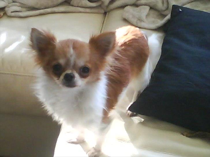 Chihuahua Alma billede 2