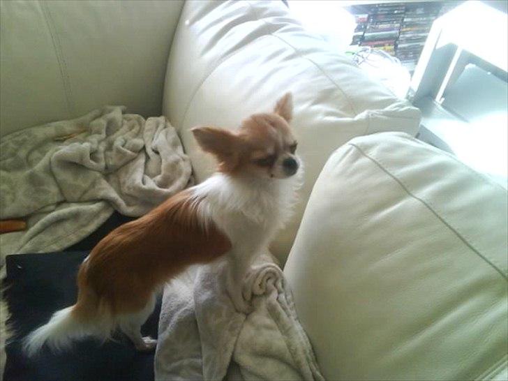 Chihuahua Alma billede 3