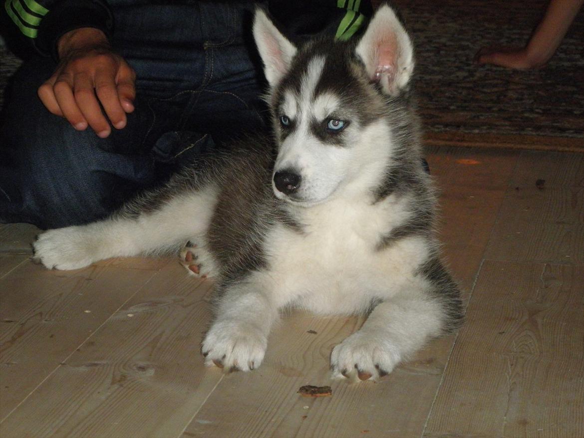 Siberian husky Tayson - 8 uger billede 15