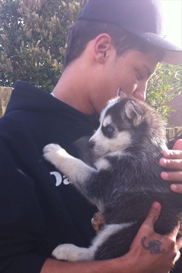 Siberian husky Tayson - 6 uger billede 18