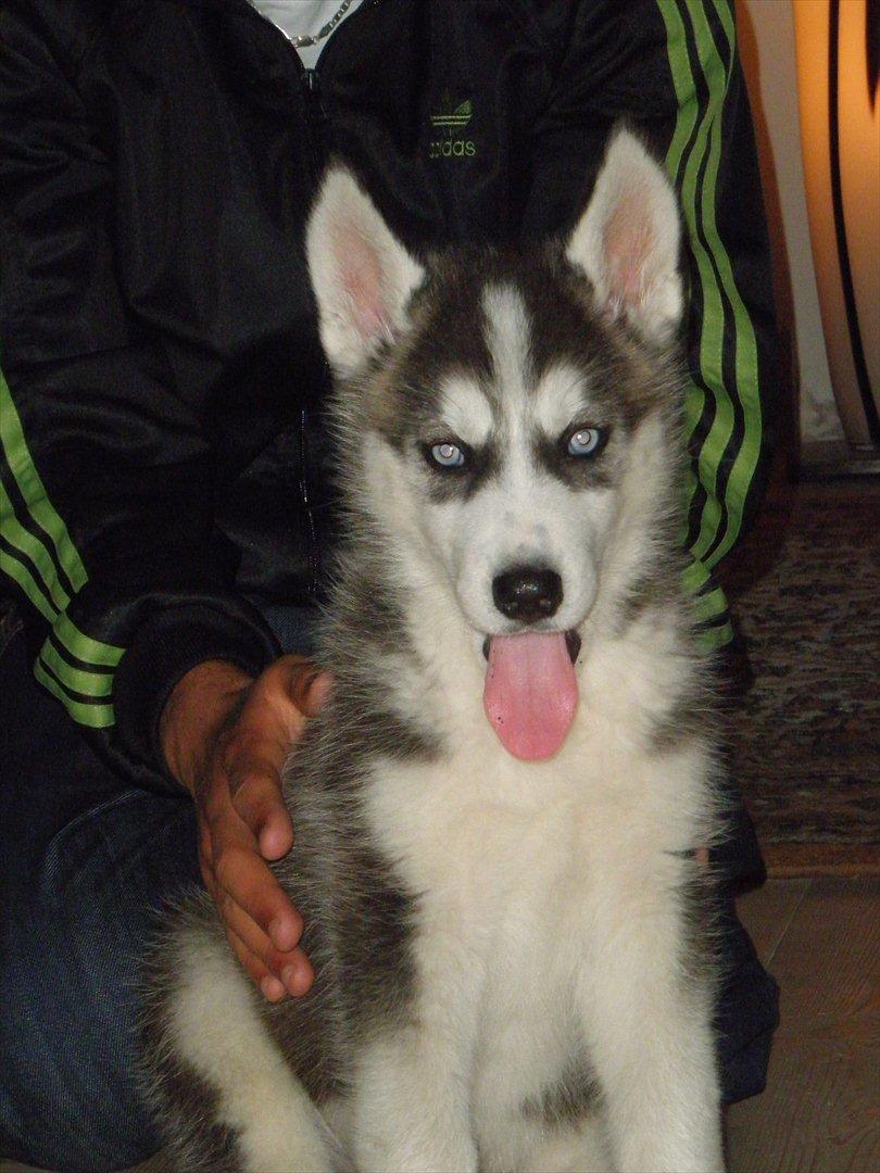 Siberian husky Tayson - 8 uger billede 14