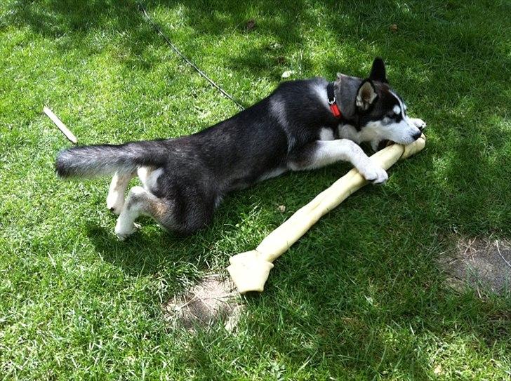 Siberian husky Tayson - 13 uger billede 12