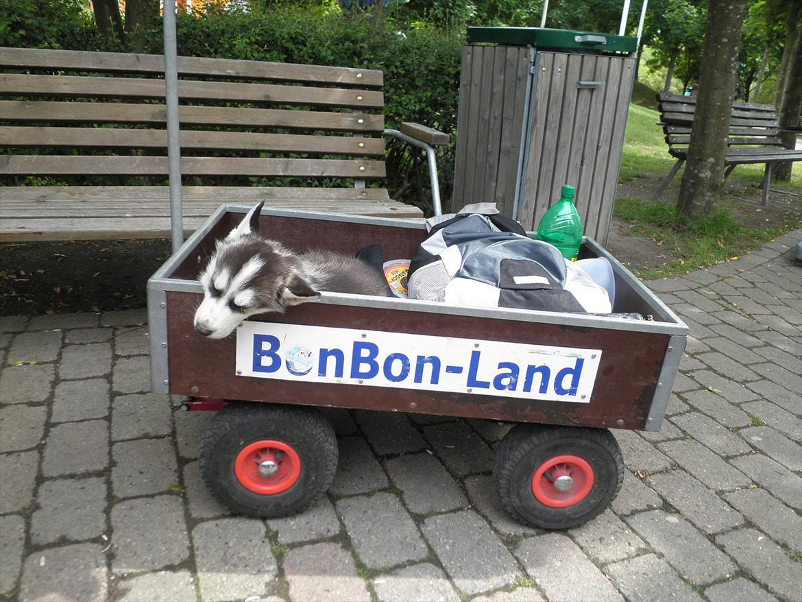 Siberian husky Tayson - 8 uger billede 16