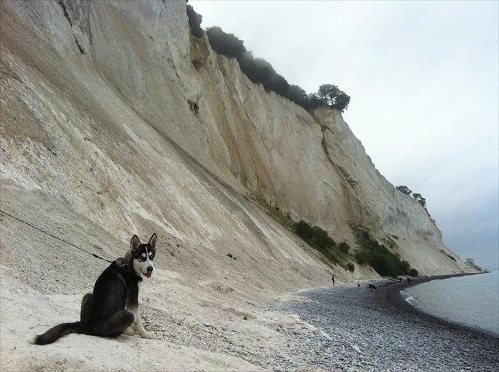 Siberian husky Tayson - 13 uger billede 13