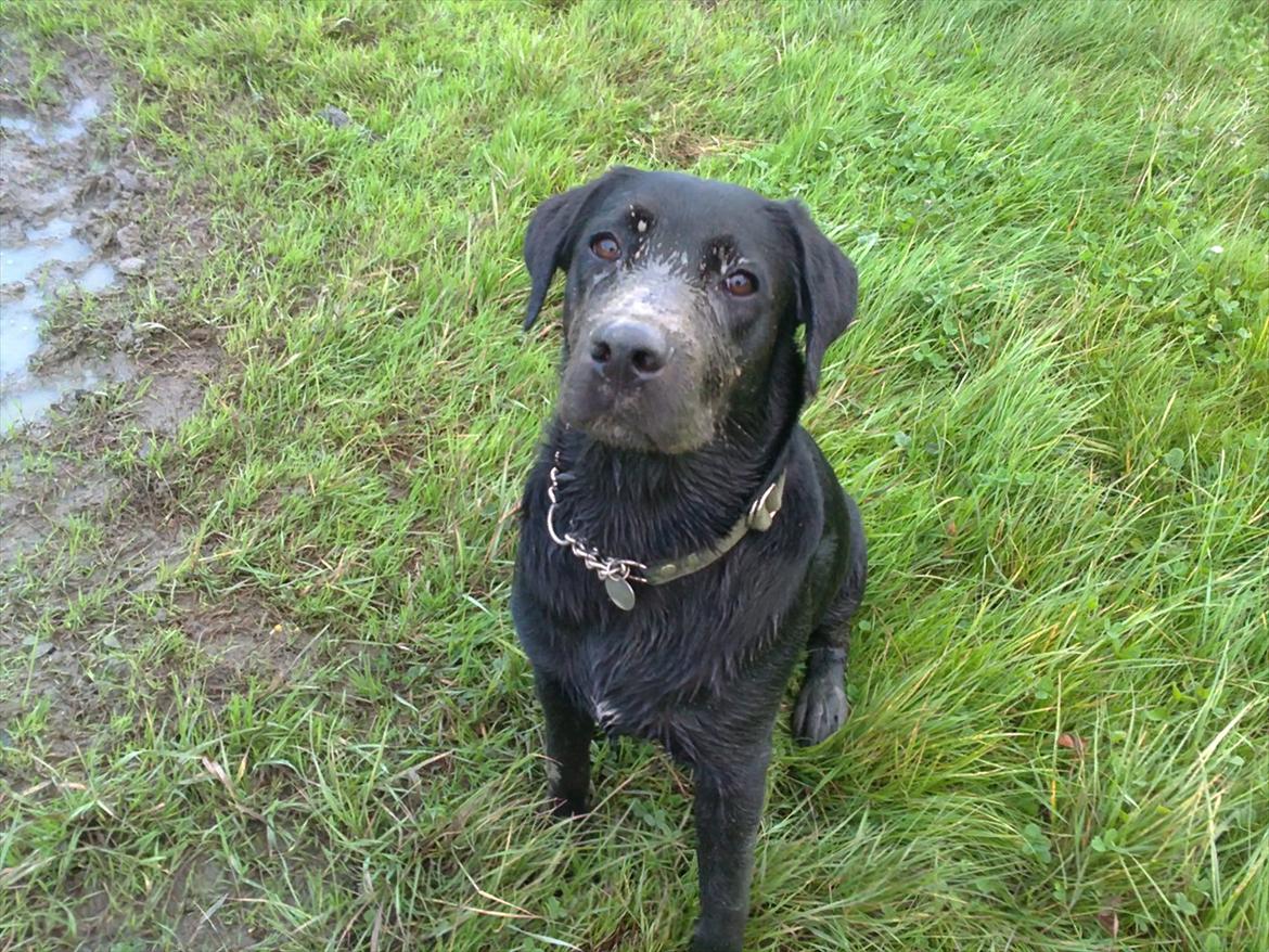 Blanding af racer Rottweiler/lab Diego [ Tidliger hund] billede 1