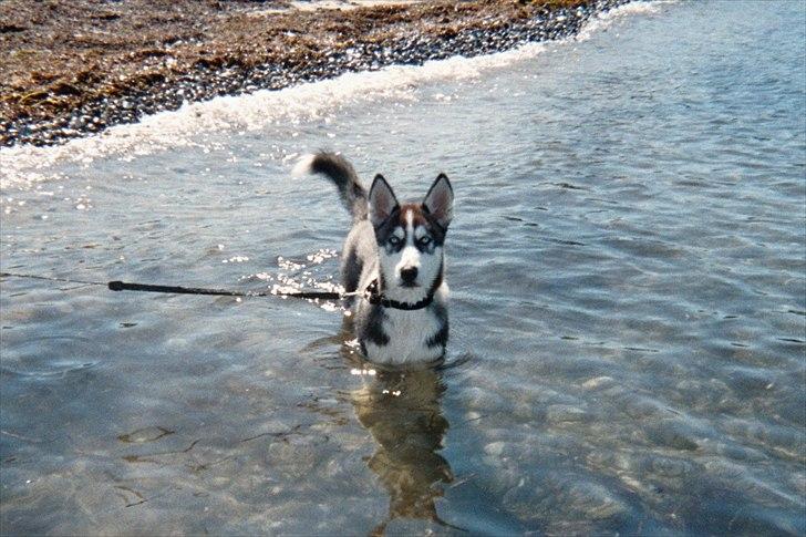 Siberian husky Tayson - 14 uger billede 10