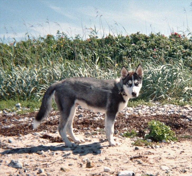 Siberian husky Tayson - 14 uger billede 11