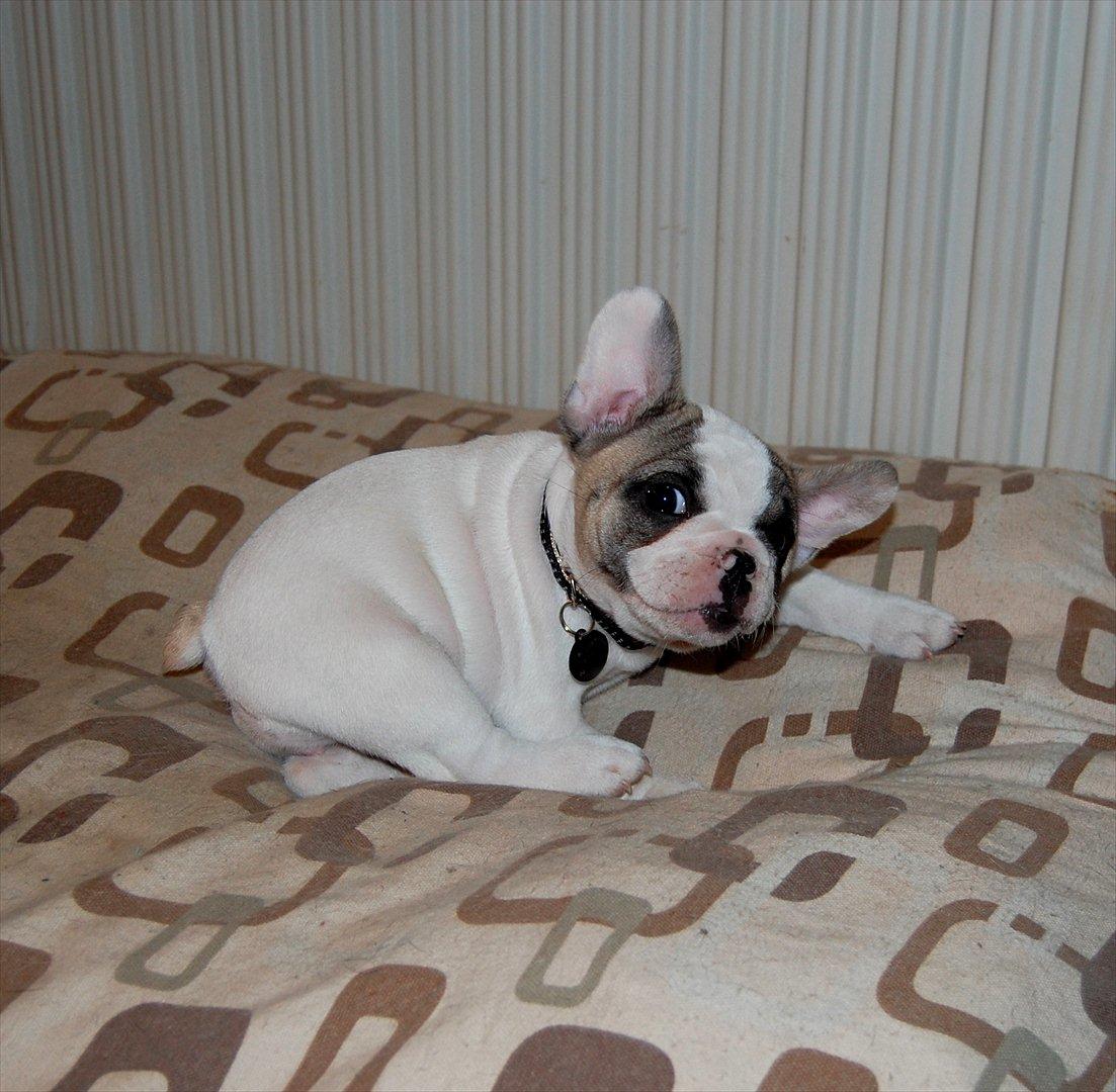 Fransk bulldog Betty Boop billede 1