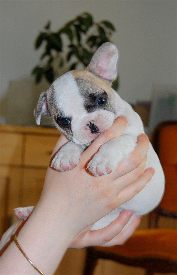 Fransk bulldog Betty Boop - Betty 6 uger billede 2