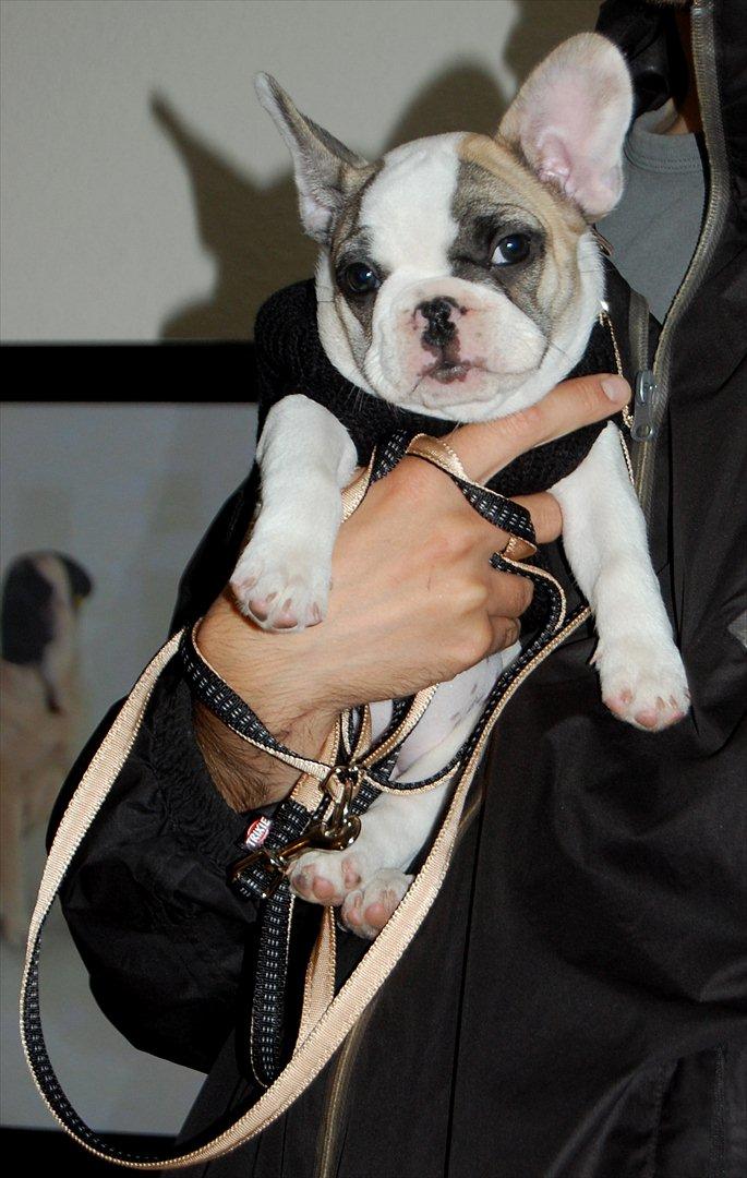 Fransk bulldog Betty Boop - Her med sin lille strik, det er så koldt om aftenen :-) billede 3