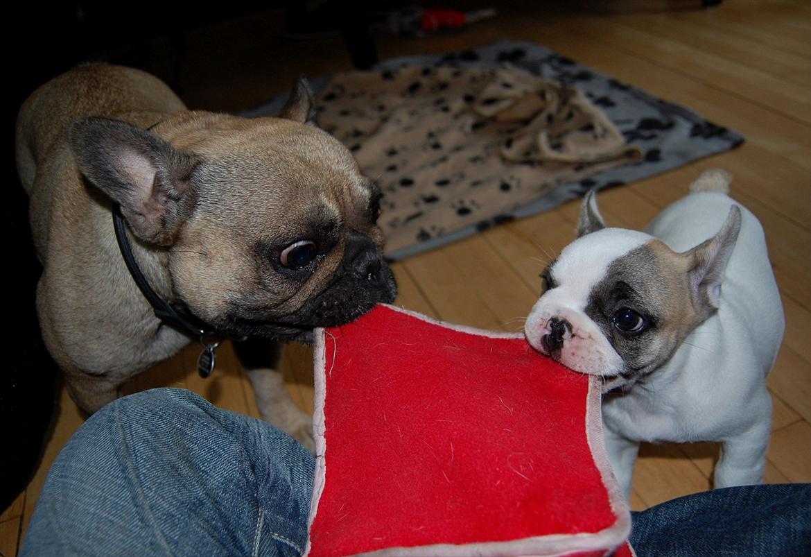 Fransk bulldog Betty Boop - Betty med sin storesøster Effie billede 4