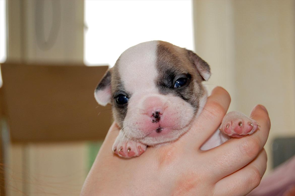 Fransk bulldog Betty Boop - Betty 3 uger billede 5