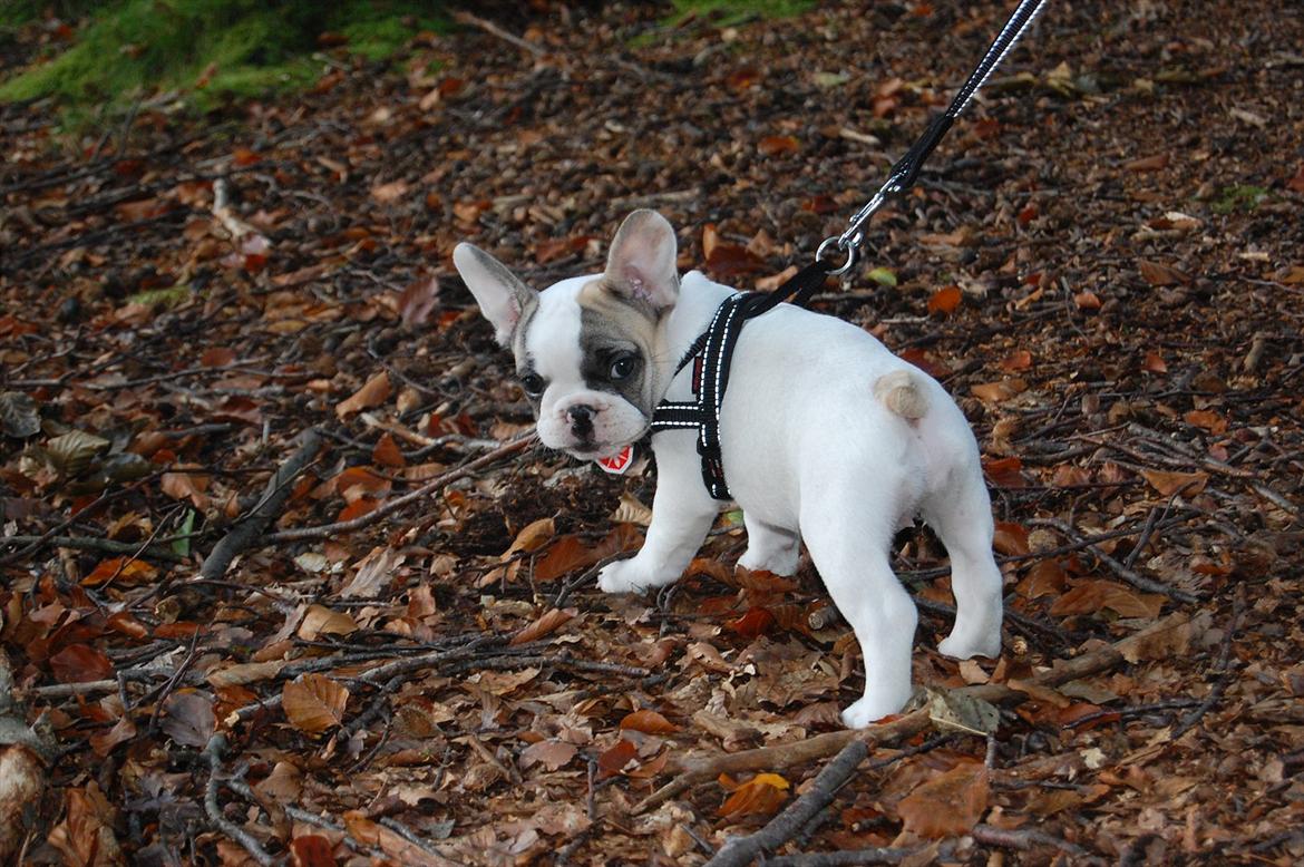 Fransk bulldog Betty Boop billede 6