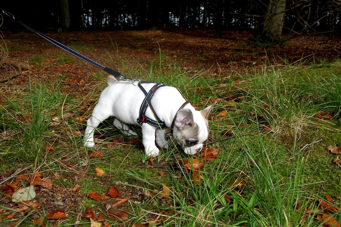 Fransk bulldog Betty Boop billede 7