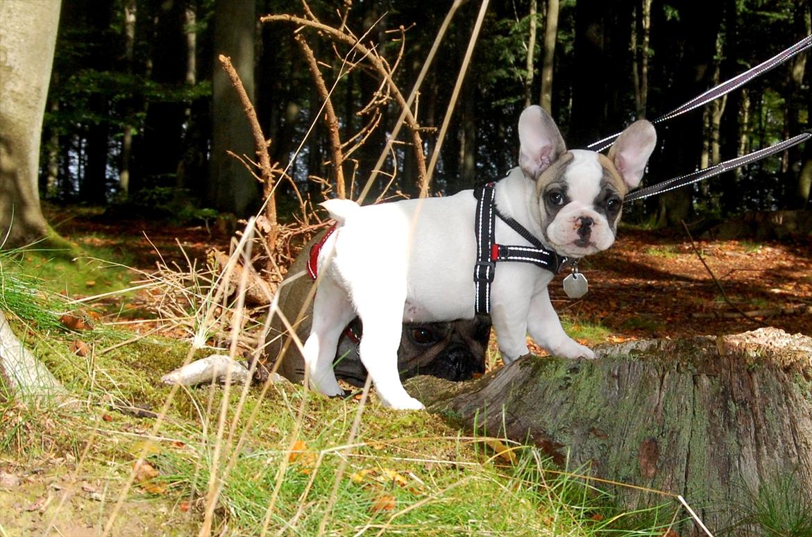 Fransk bulldog Betty Boop - Billede fra hendes første skovtur billede 8
