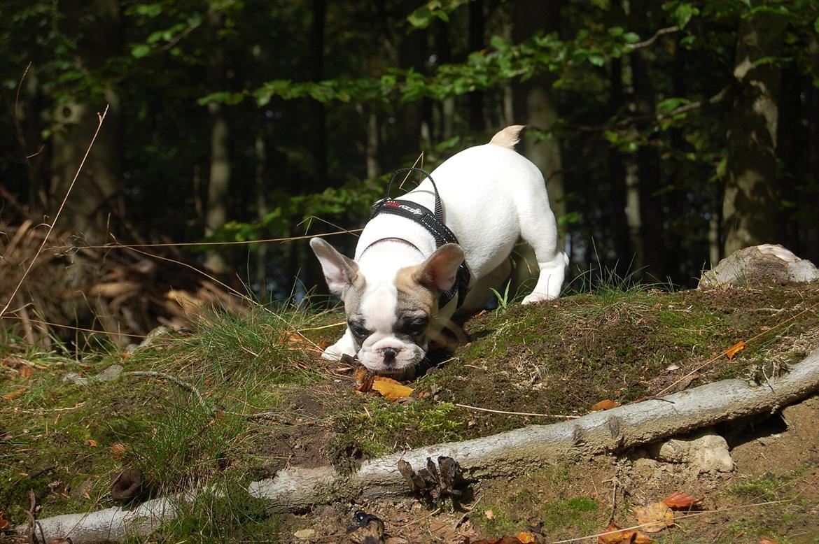 Fransk bulldog Betty Boop billede 9