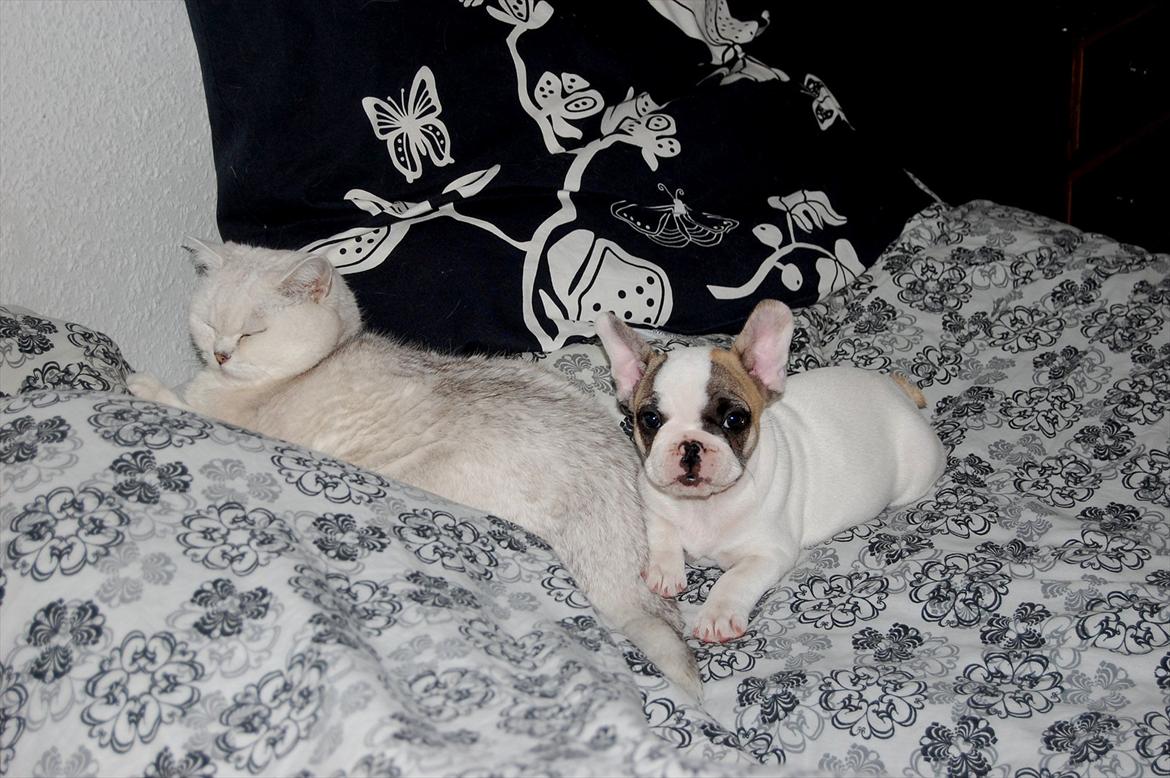 Fransk bulldog Betty Boop - Betty med sin yndlings mis billede 10