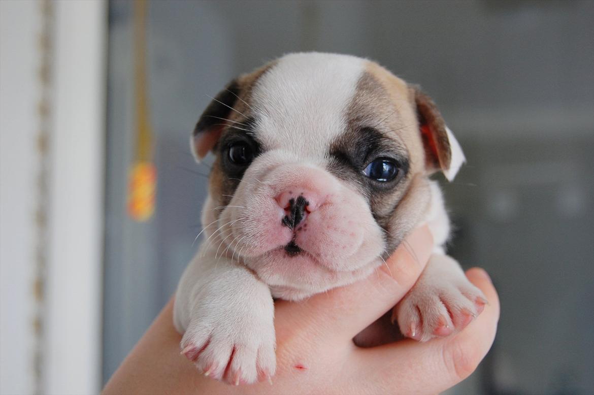 Fransk bulldog Betty Boop - Betty 4 uger billede 11