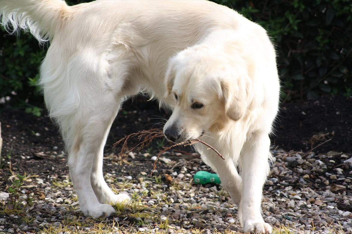 Golden retriever Golden Cosmo - Cosmo nu med pind :D billede 14