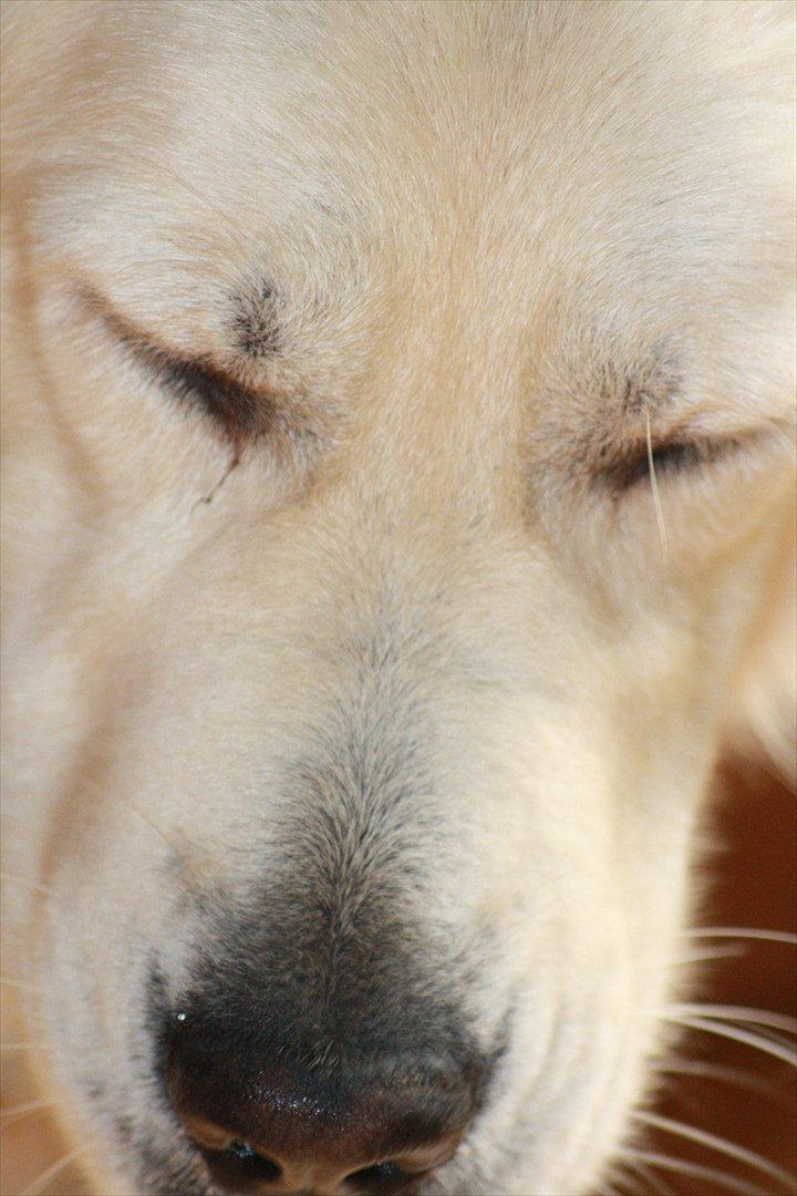 Golden retriever Golden Cosmo - Velkommen til Golden Cosmo´s Profil
Ved ikk hva der er med dettet billede men er helt vild med det jeg syntes jeg fangede det godt :D billede 2