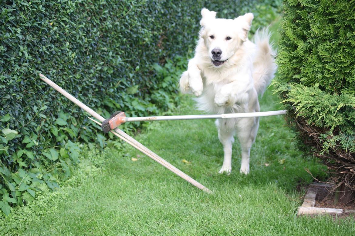Golden retriever Golden Cosmo - Cosmo springer billede 10