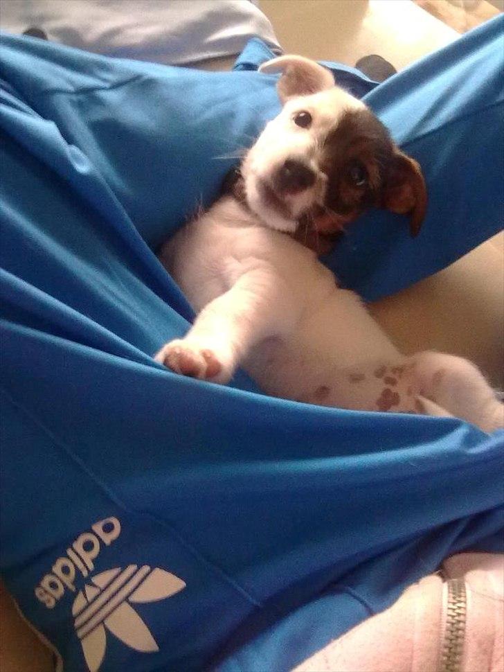 Jack russell terrier Eddie Two Face - September 2011, 10 uger billede 14