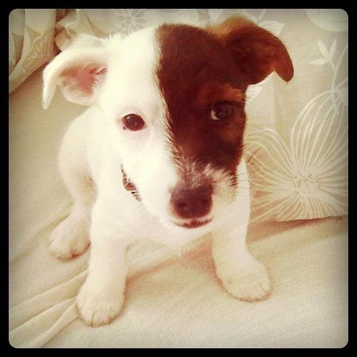 Jack russell terrier Eddie Two Face - Eddie 9 uger billede 2