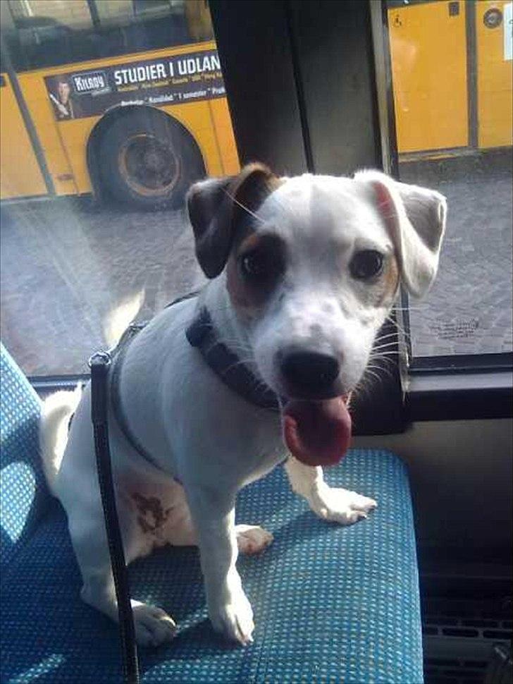 Jack russell terrier Minnie - 9 mdr billede 20