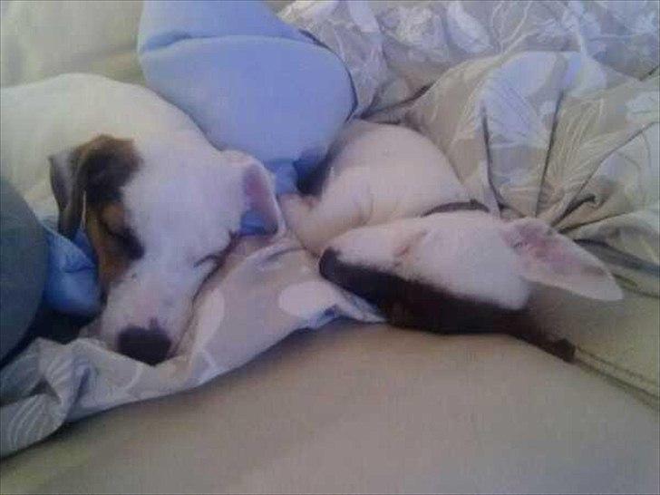 Jack russell terrier Eddie Two Face billede 15