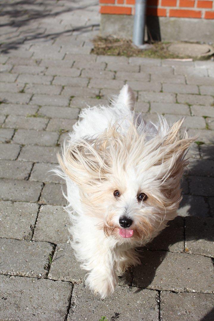 Coton de tulear Kandi - Soul Sister! <3 - Min smukke lillesøster! :'D Du betyder alt for miig! :'D billede 6