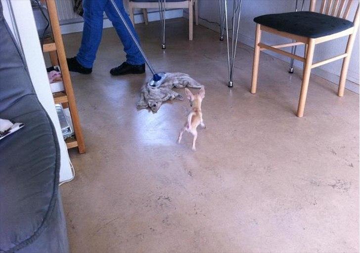 Blanding af racer Eddie. - Grrr jeg har fundet et bytte billede 8