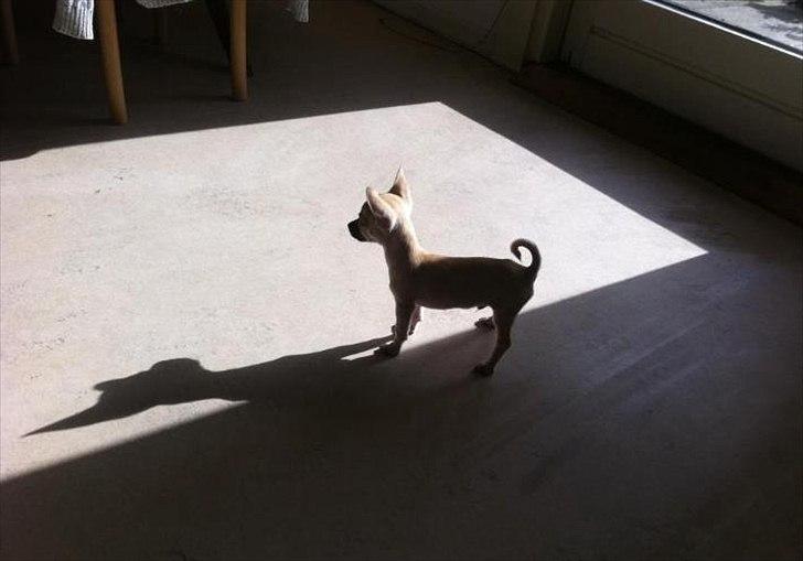 Blanding af racer Eddie. - mhhh folk der ikke tror på jeg er en stor hund indeni, kan jo lige tjekke min skygge. FNIS. billede 9