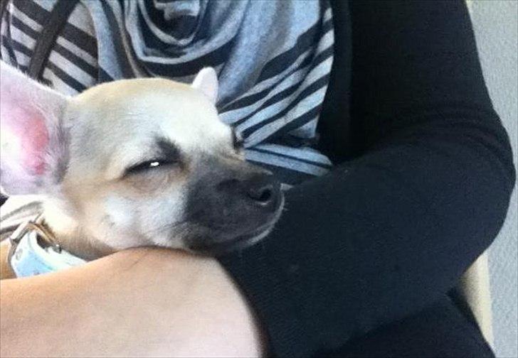 Blanding af racer Eddie. - Go' med en lille lur :-) billede 10