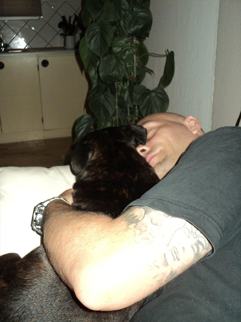 Staffordshire bull terrier malte billede 14