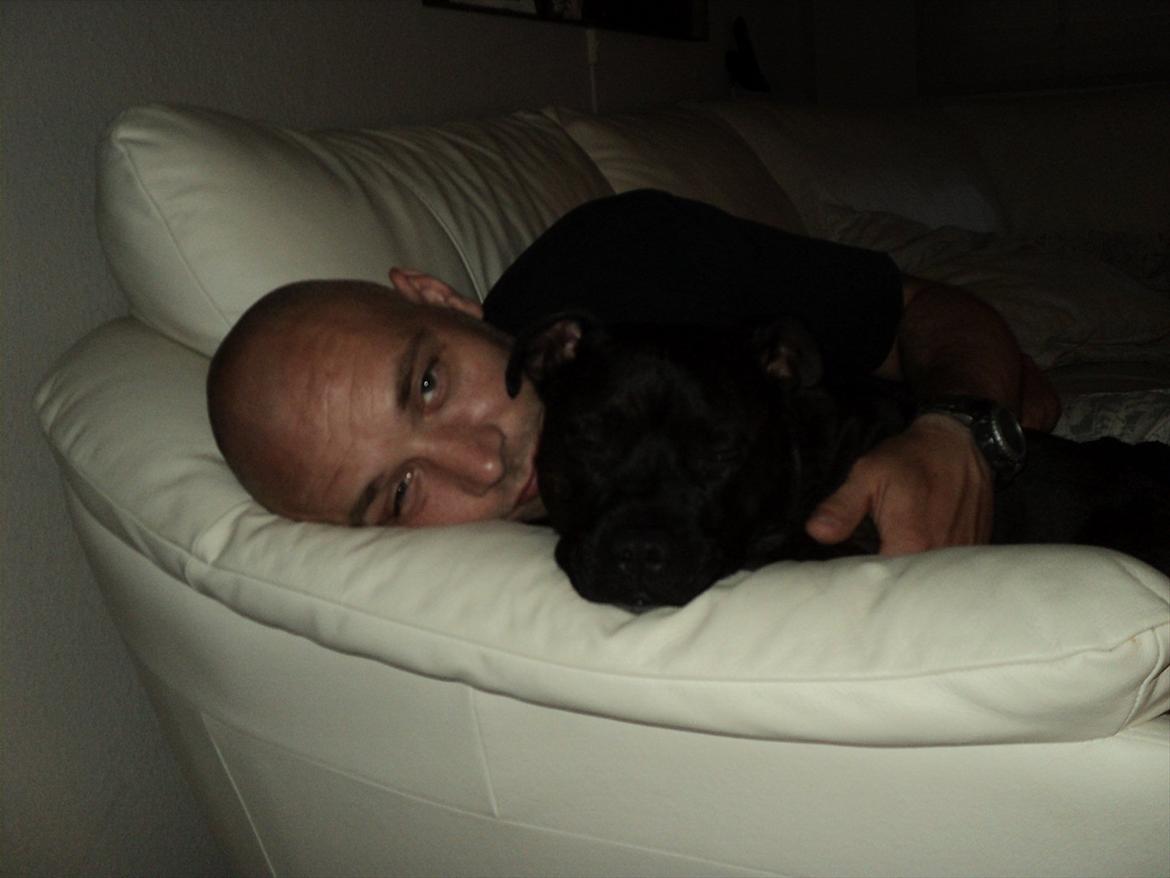 Staffordshire bull terrier malte billede 15