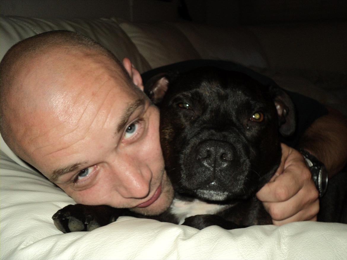 Staffordshire bull terrier malte billede 6