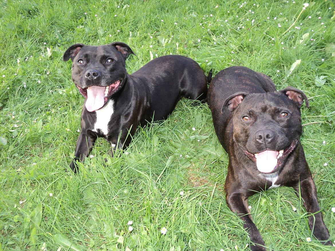 Staffordshire bull terrier malte billede 16