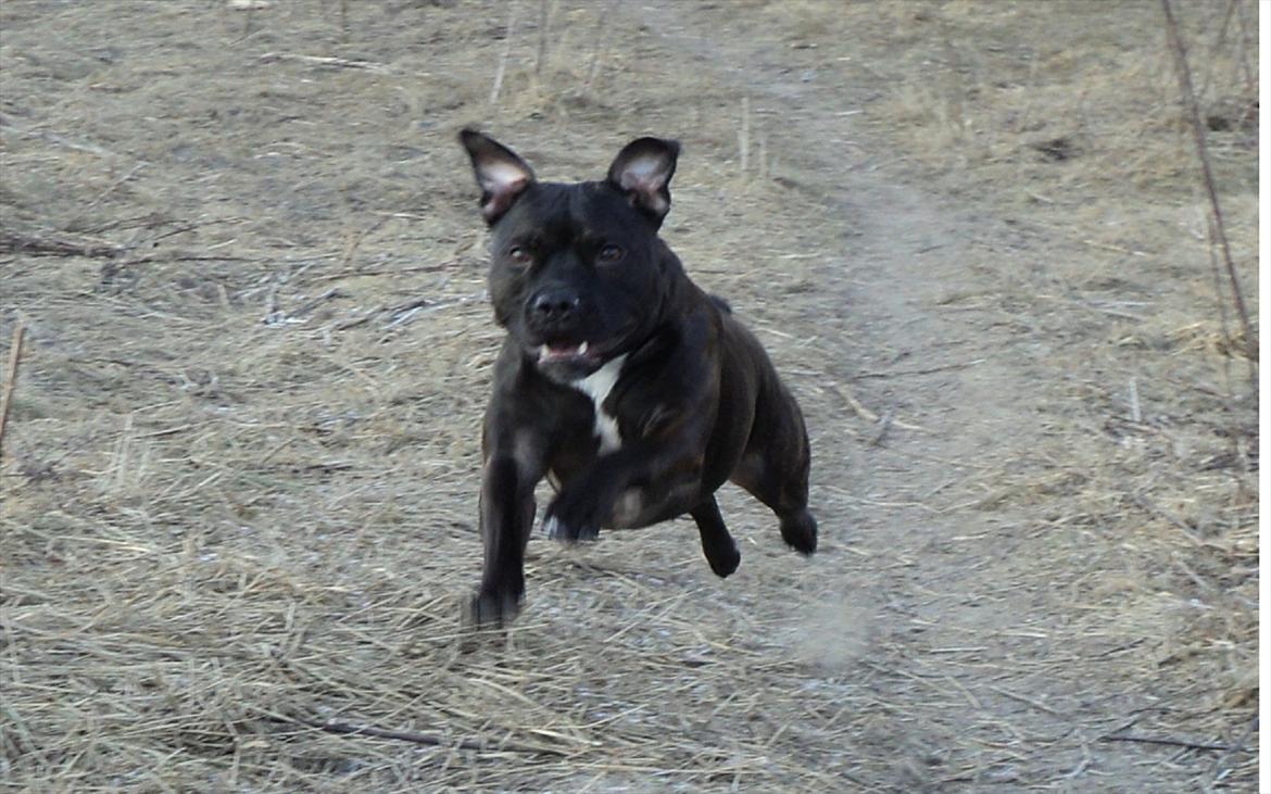 Staffordshire bull terrier malte billede 3