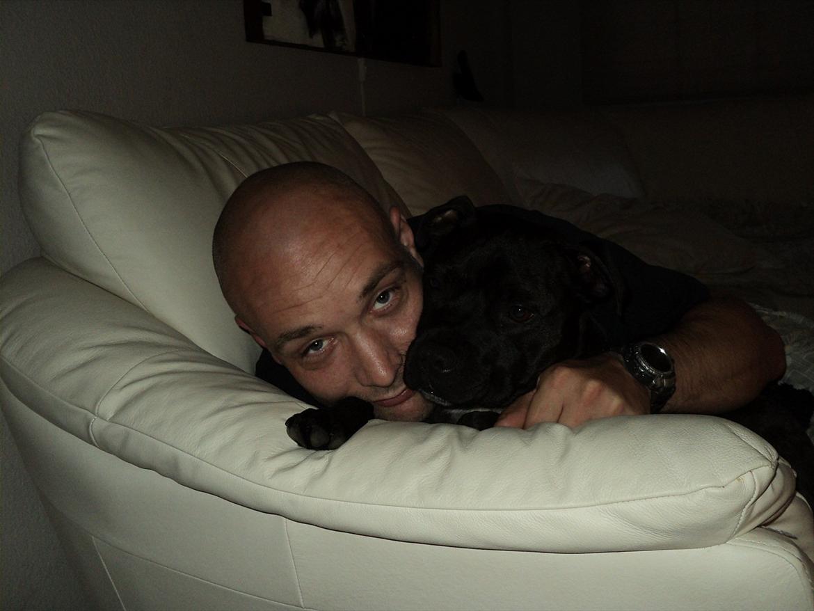 Staffordshire bull terrier malte billede 17