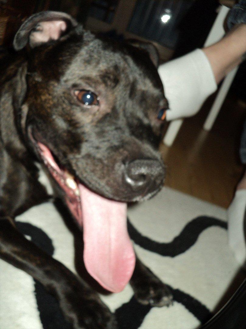 Staffordshire bull terrier malte billede 18