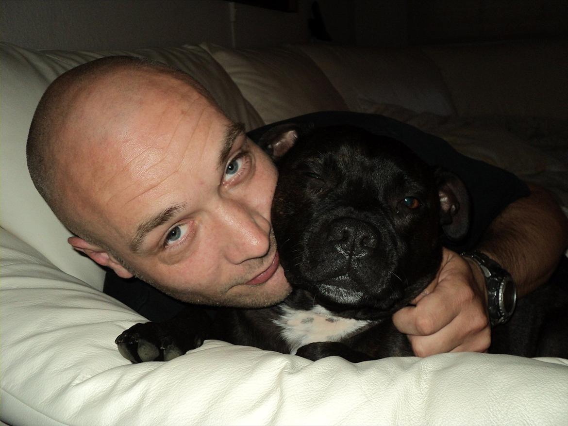 Staffordshire bull terrier malte billede 2