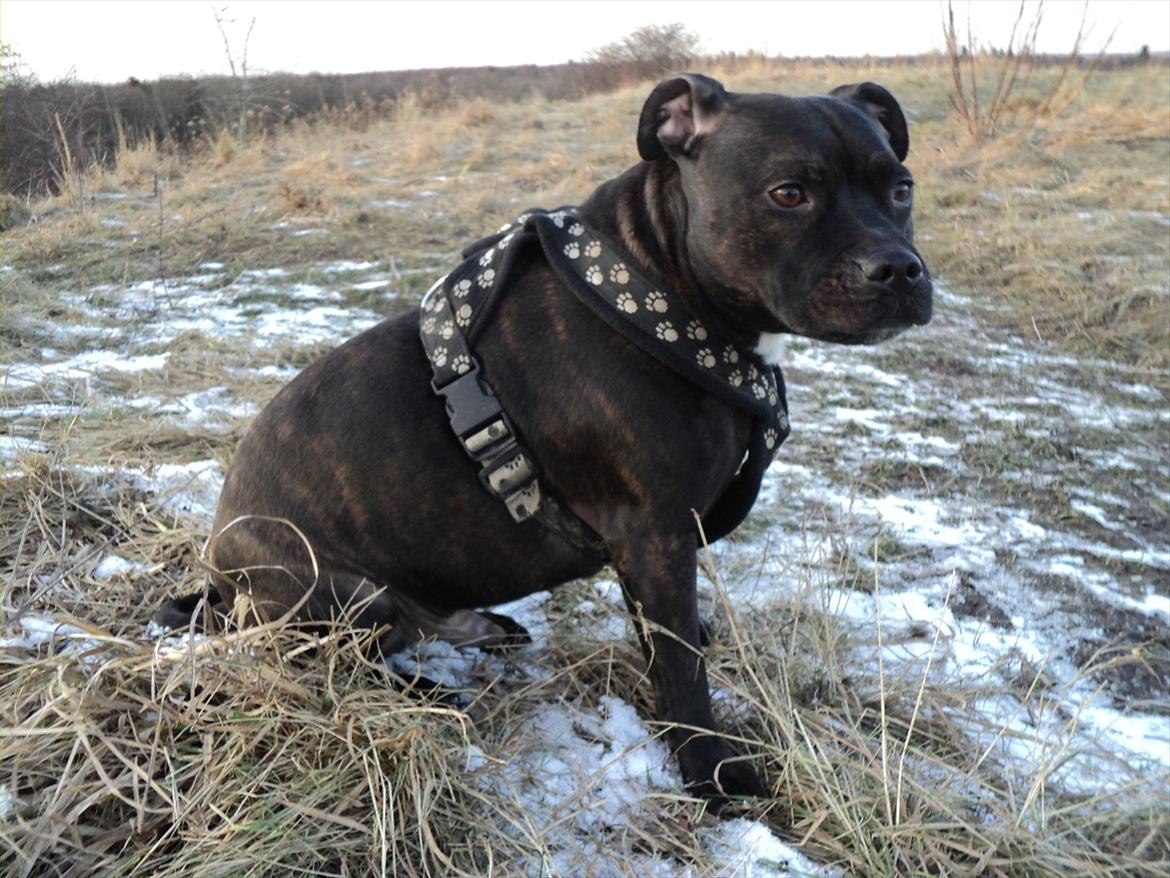 Staffordshire bull terrier malte billede 19