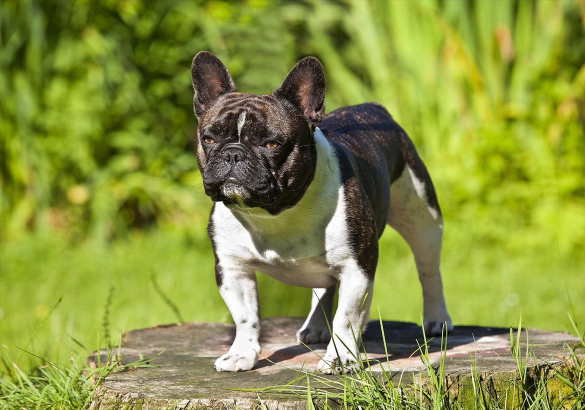 Fransk bulldog Bobo - Vores skønne Bobo - 2 år billede 1