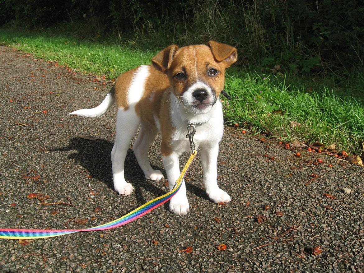 Dansk svensk gaardhund Chico - Hvad siger du moar?  billede 19