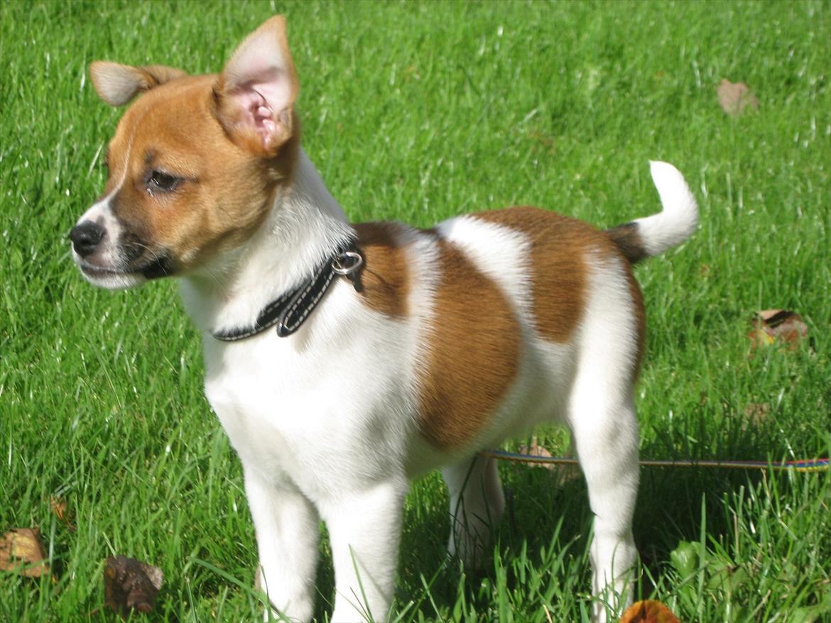 Dansk svensk gaardhund Chico - Det blæser vist en smule.  billede 13