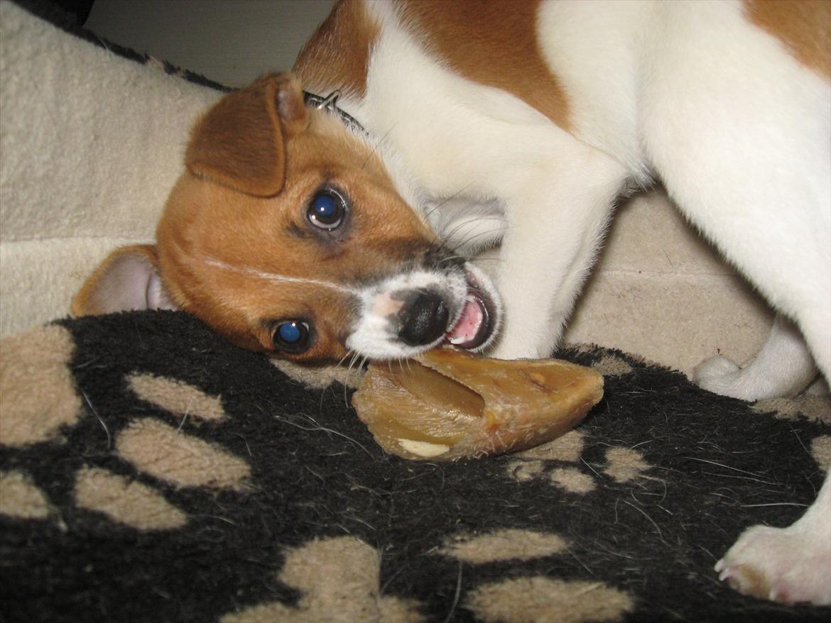 Dansk svensk gaardhund Chico - Lad mig nu spise den klov i fred.  billede 8