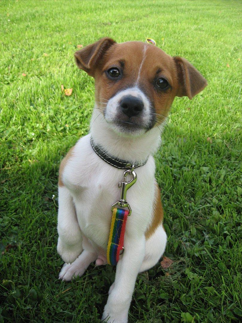 Dansk svensk gaardhund Chico - Må jeg ikke nok få den godbid moar? billede 18